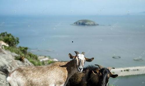 钓鱼爆料老山羊视频大全,老山羊视频大全中的钓鱼技巧与心得  第3张